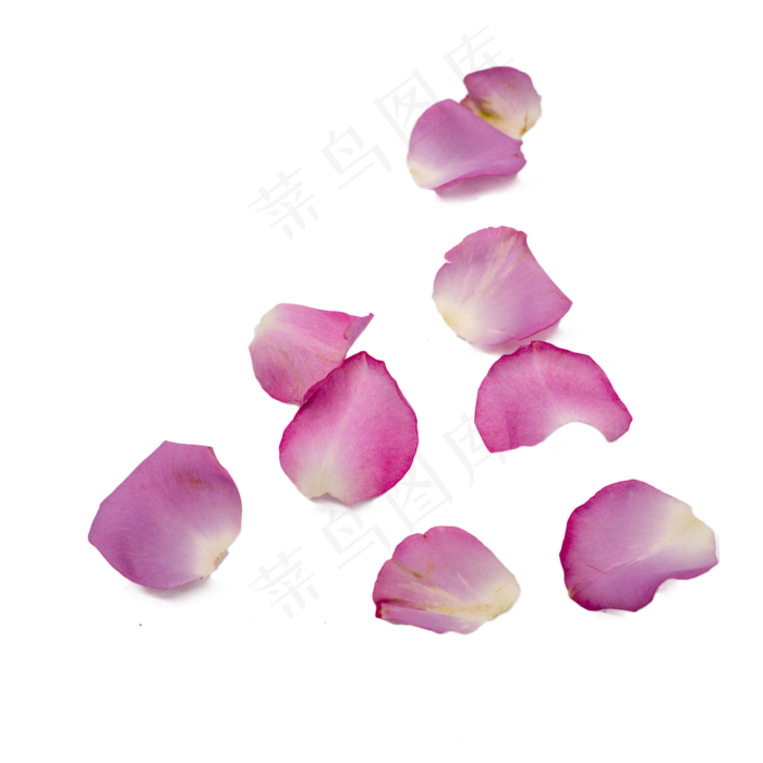 紫色玫瑰花瓣(2000*2000px 300 dpi )