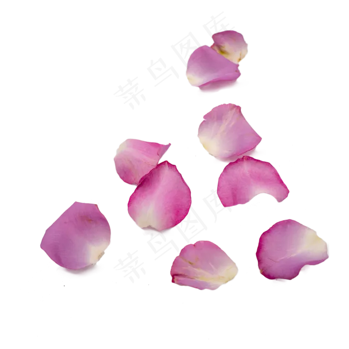 紫色玫瑰花瓣(2000*2000px 300 dpi )