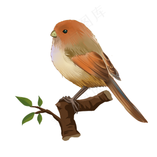 水彩鸟鸟类