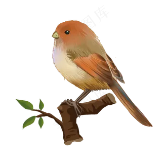水彩鸟鸟类
