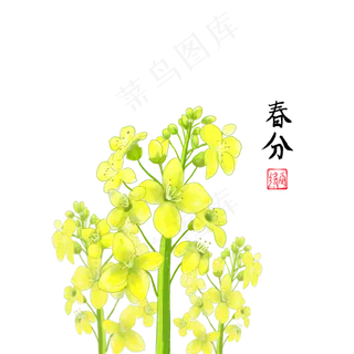 二十四节气春分黄花菜,免抠元素