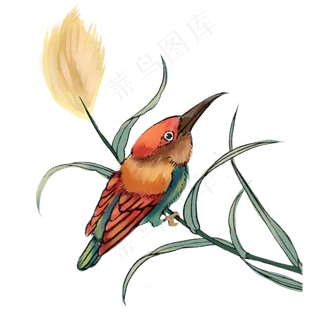 春天鸟类红色八色鸠