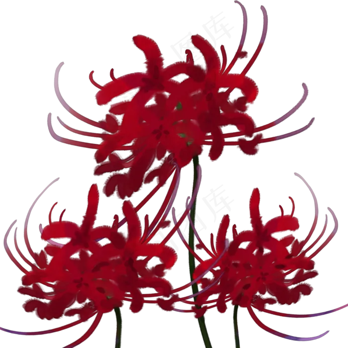 古风血色彼岸花(2000X2000(DPI:96))psd模版下载