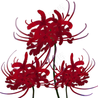 古风血色彼岸花