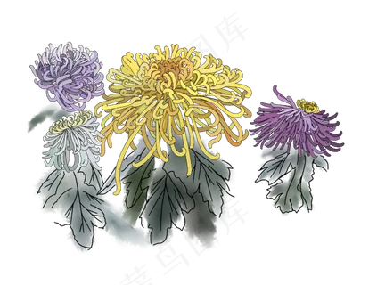 重阳节菊花素材