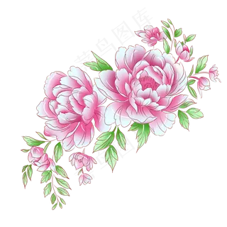 植物粉红色牡丹花