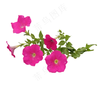 牵牛花花朵花枝