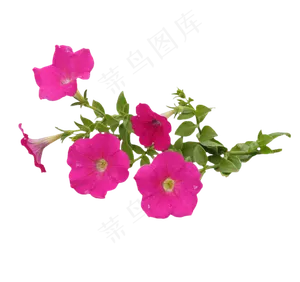 牵牛花花朵花枝