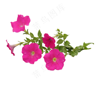 牵牛花花朵花枝