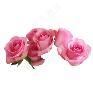 花朵玫瑰花