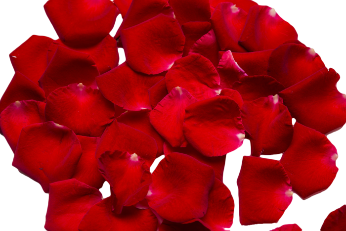情人节红色玫瑰花花瓣