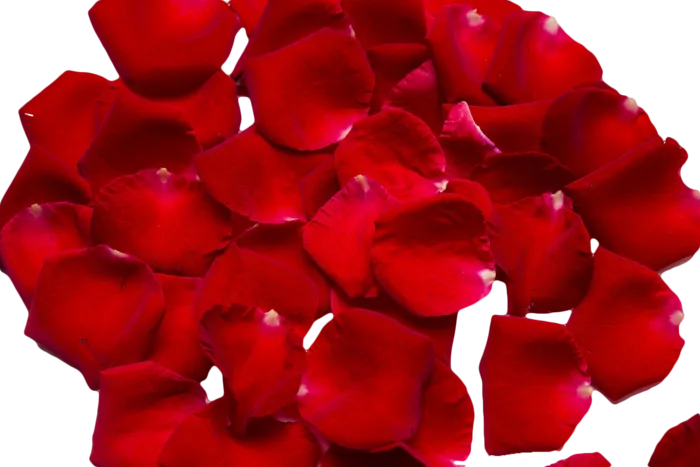 情人节红色玫瑰花花瓣(2000X1333(DPI:300))psd模版下载