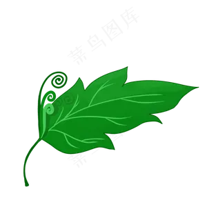 一片绿色的植物叶子