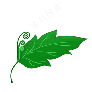 一片绿色的植物叶子