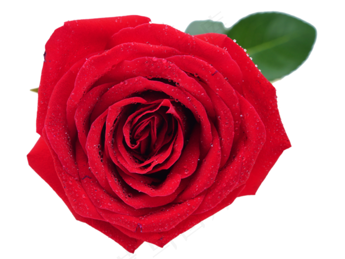 一束鲜花红玫瑰