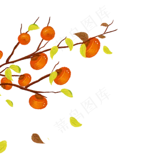 手绘柿子树秋天美食