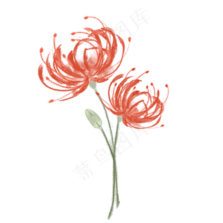 手绘水彩彼岸花