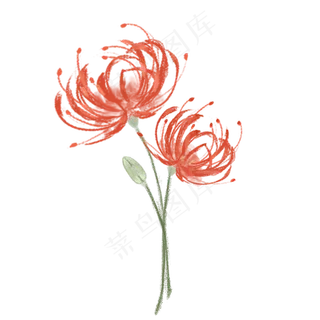 手绘水彩彼岸花