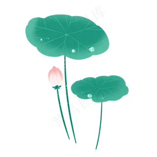 荷花荷叶莲花露水