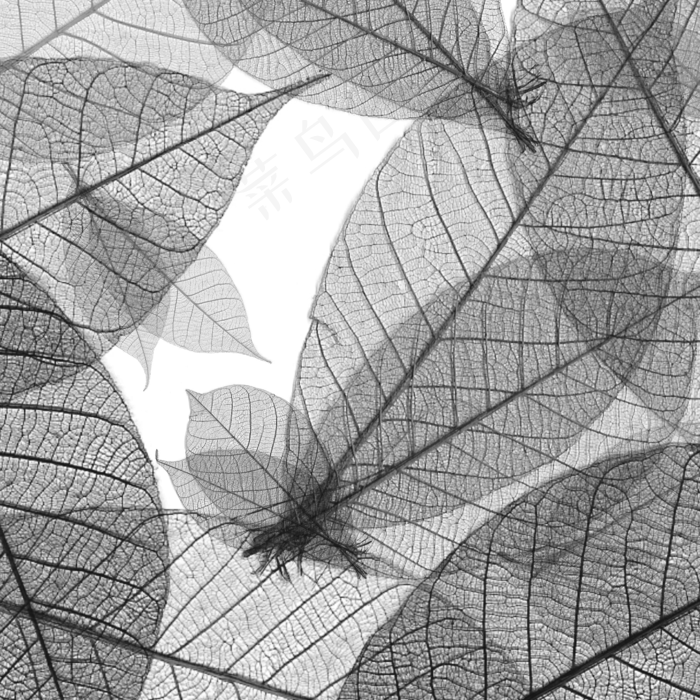 透明叶脉黑白背景,免抠元素