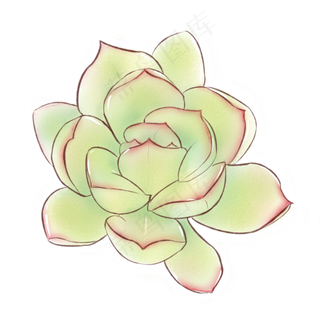 绿色的多肉植物免抠图