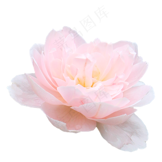 瑞典女王月季玫瑰