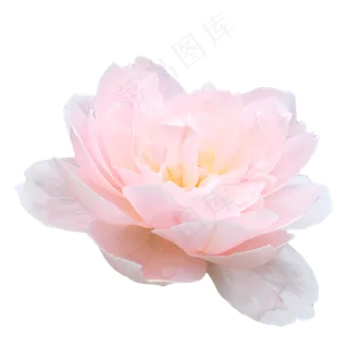 瑞典女王月季玫瑰