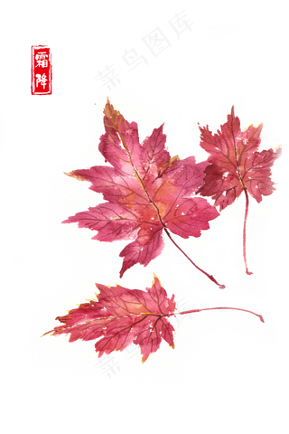 霜降红色的枫叶