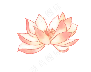 一朵荷花