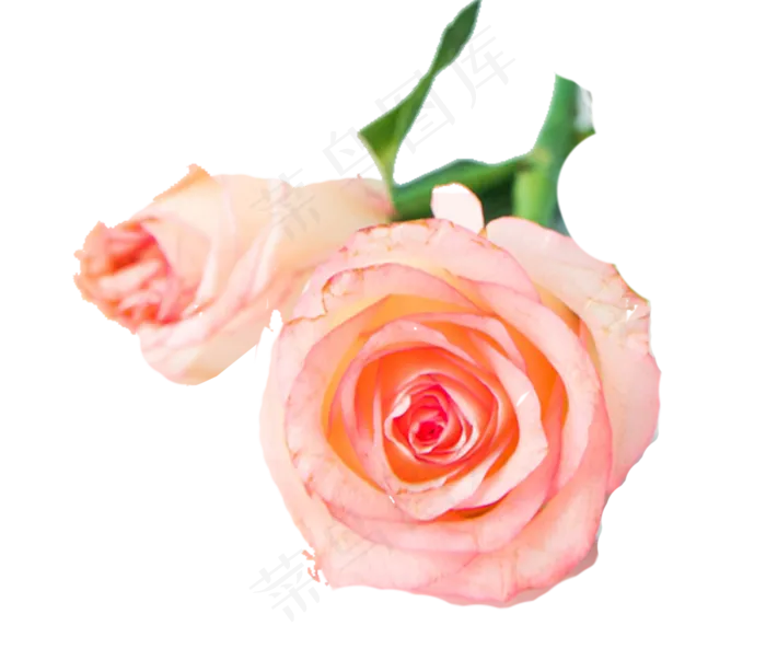 粉色玫瑰(1645X1442(DPI:300))psd模版下载