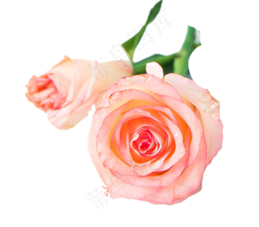 粉色玫瑰 粉色玫瑰