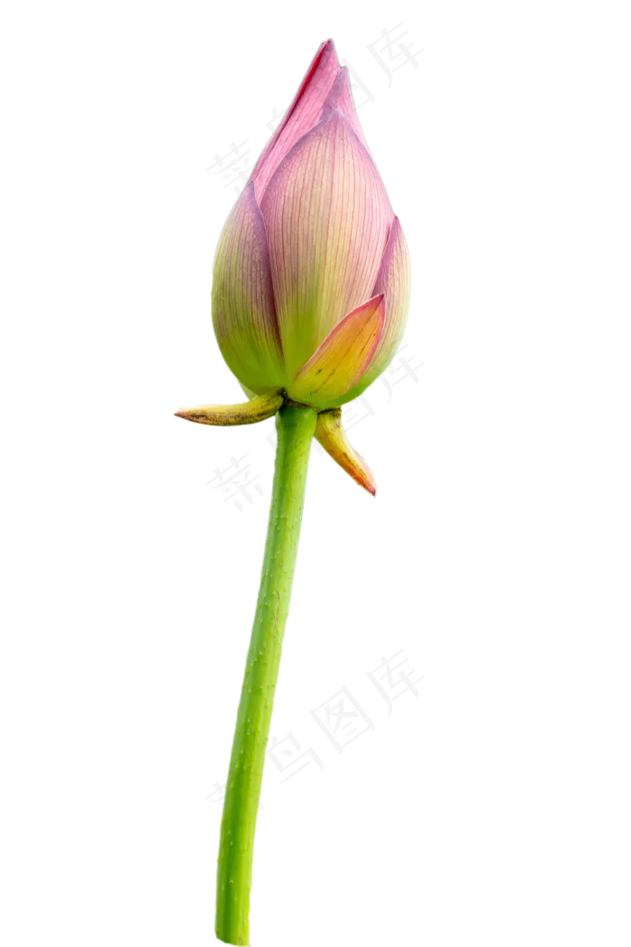 粉色花苞(2048X2048(DPI:300))