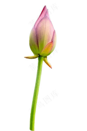 粉色花苞