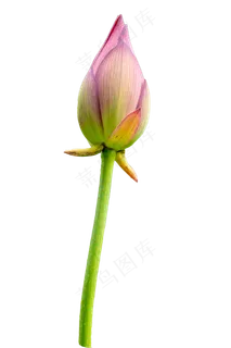粉色花苞 粉色花苞