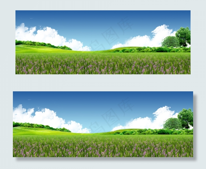 草地紫色野花蓝天白云背景