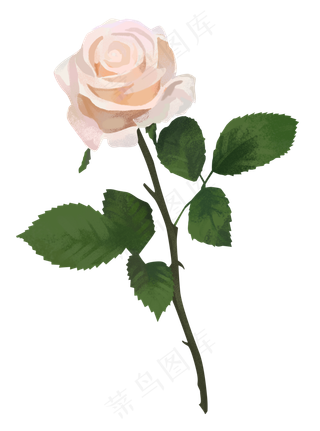 玫瑰花朵免扣png素材