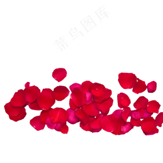 一片红色玫瑰花瓣