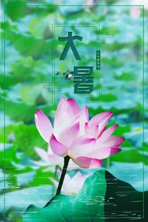 传统节气大暑夏日清新荷花