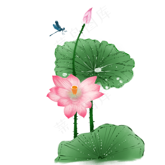 夏日蜻蜓荷花荷叶