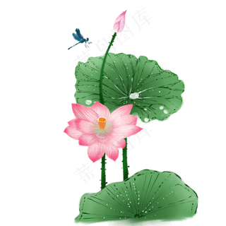 夏日蜻蜓荷花荷叶