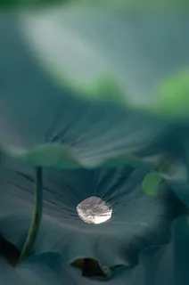 夏季清新荷花水滴背景海报