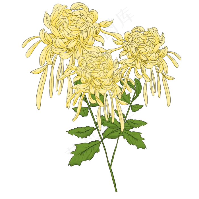 花朵线描植物,免抠元素(2048*2048px 300 dpi )psd模版下载