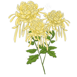 花朵线描植物,免抠元素