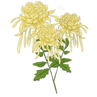 花朵线描植物,免抠元素