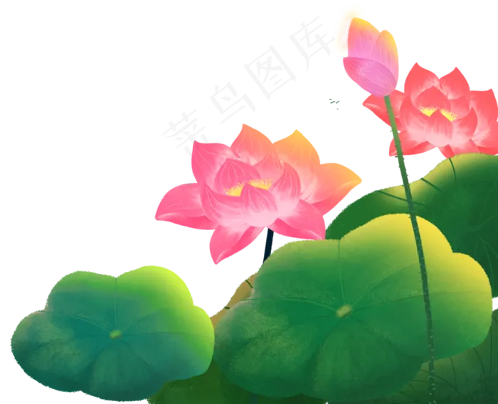 荷花绿色荷叶(1310X1065(DPI:300))psd模版下载