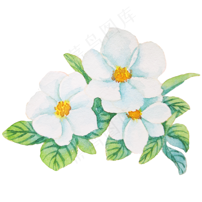 白色的小花装饰插画