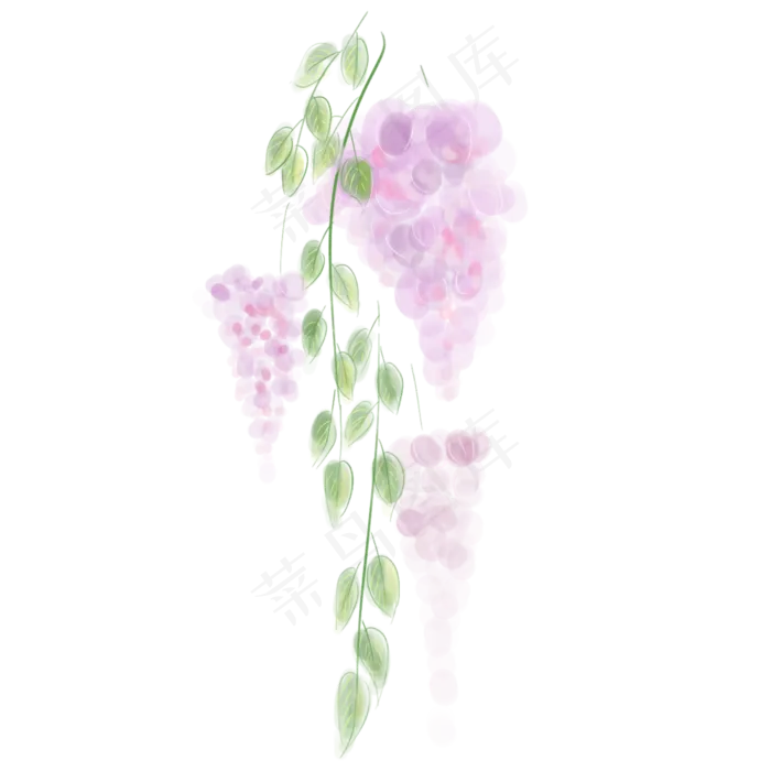 水彩紫藤萝花卉(2000X2000(DPI:300))psd模版下载