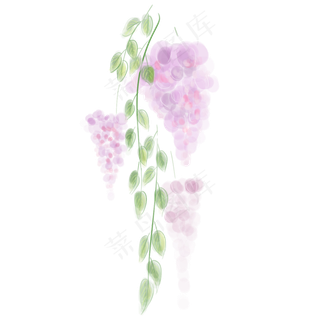 水彩紫藤萝花卉
