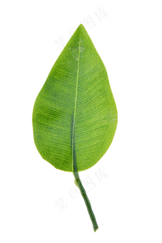 一片树叶叶子