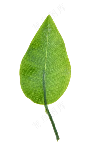 一片树叶叶子